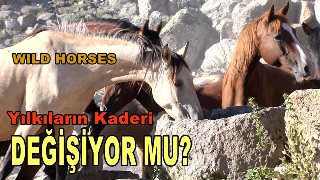 YILKI ATLARI TUTSAK OLDU (BURASI TÜRKİYE)