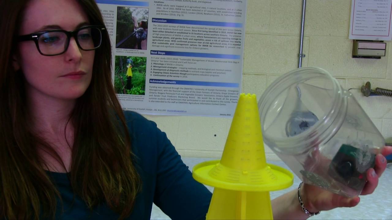 Setting up a BMSB pheromone trap