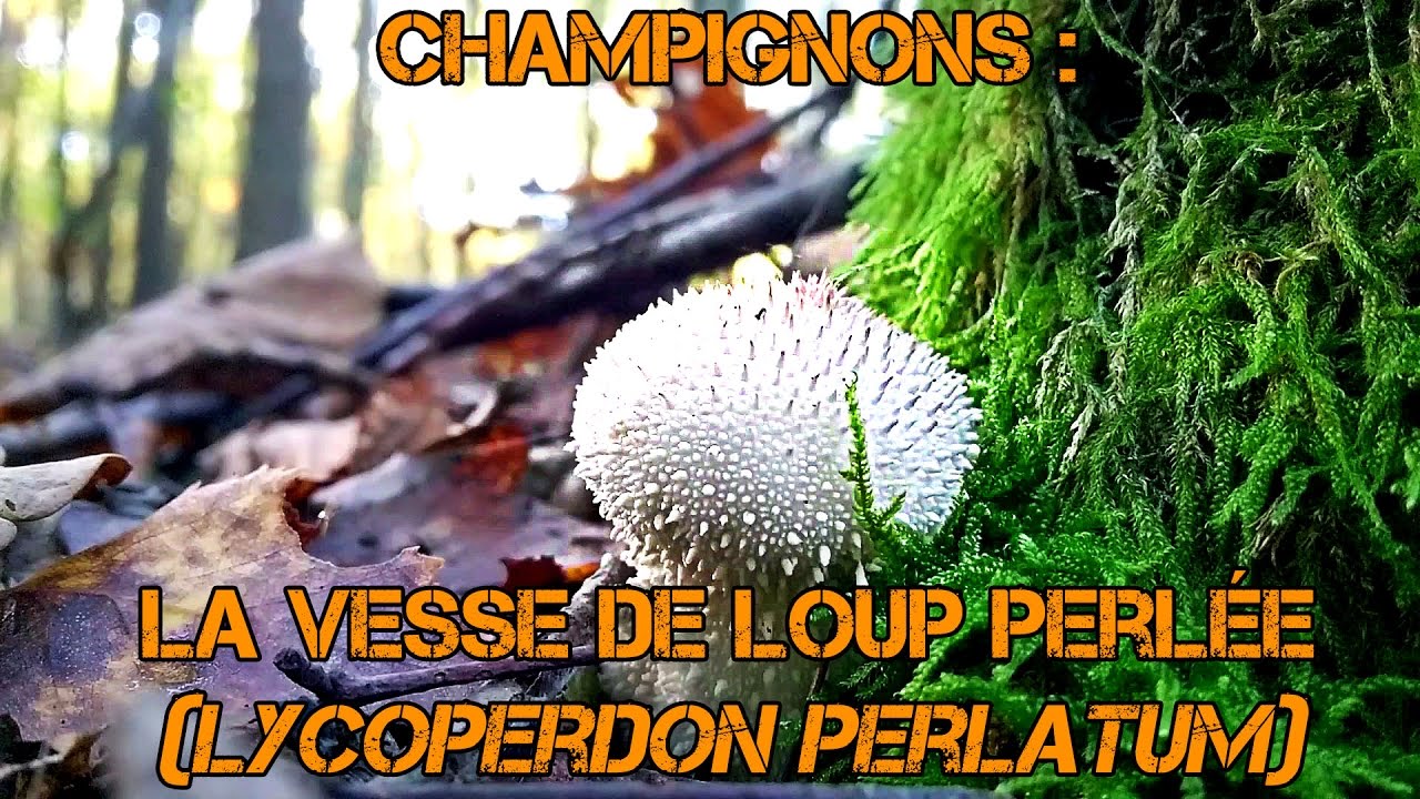 La vesse de loup perlée