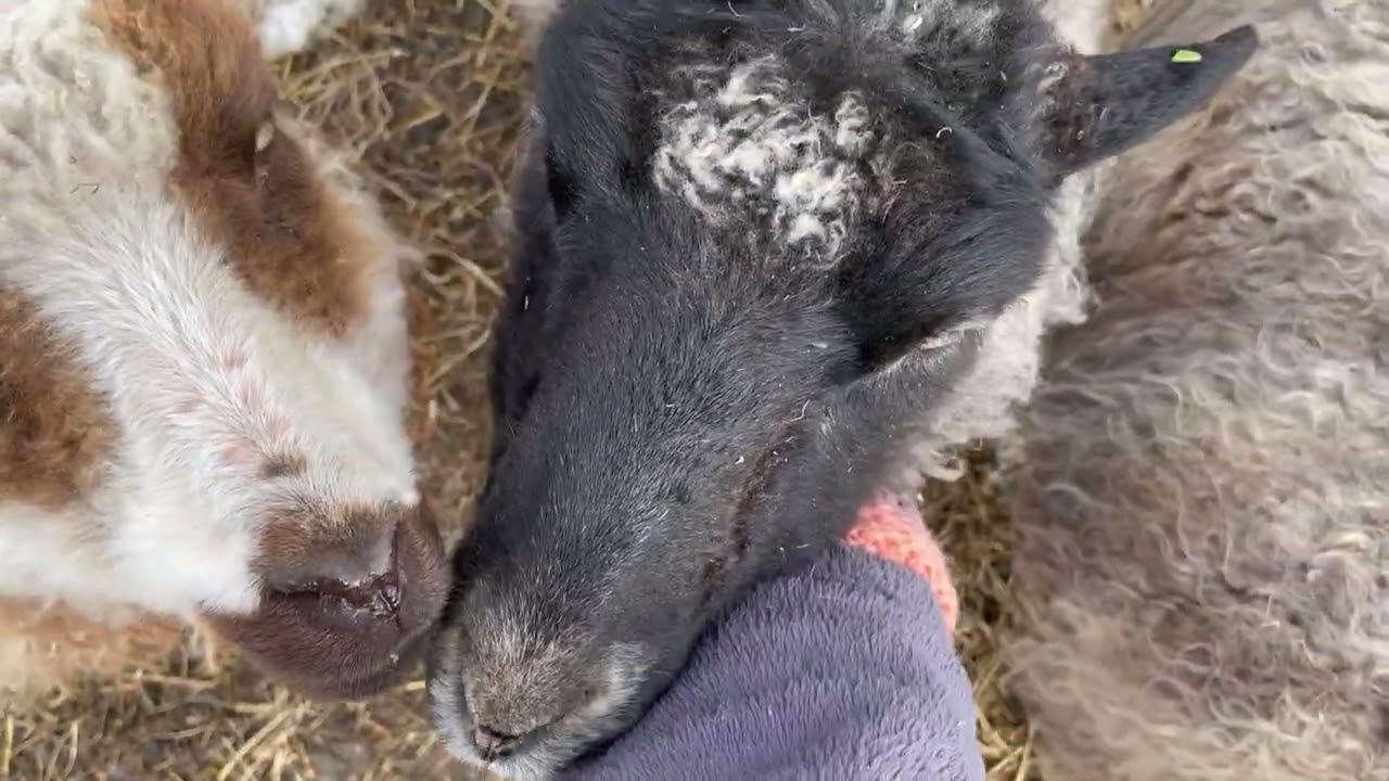 Saturday morning feeding 