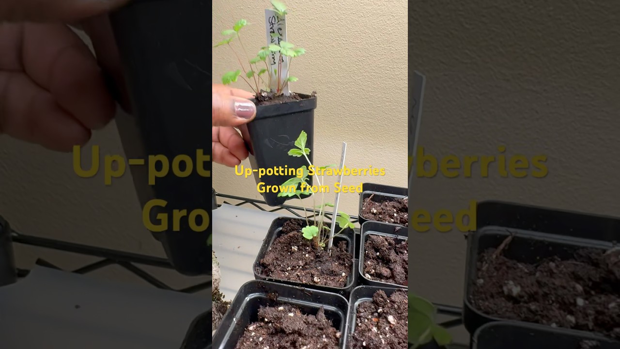 Growing Strawberries from Seed Indoors under Grow Lights 