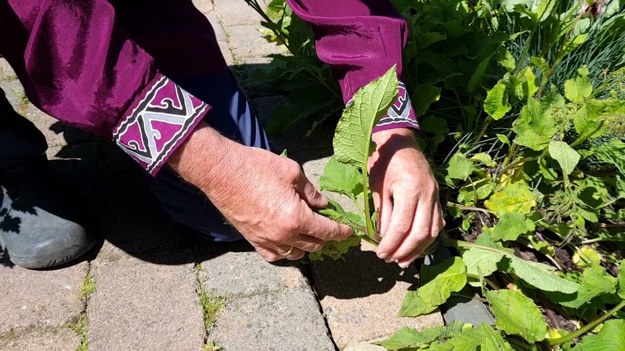 In de tuin bij Henk, aflevering 40, de bodembedekkers