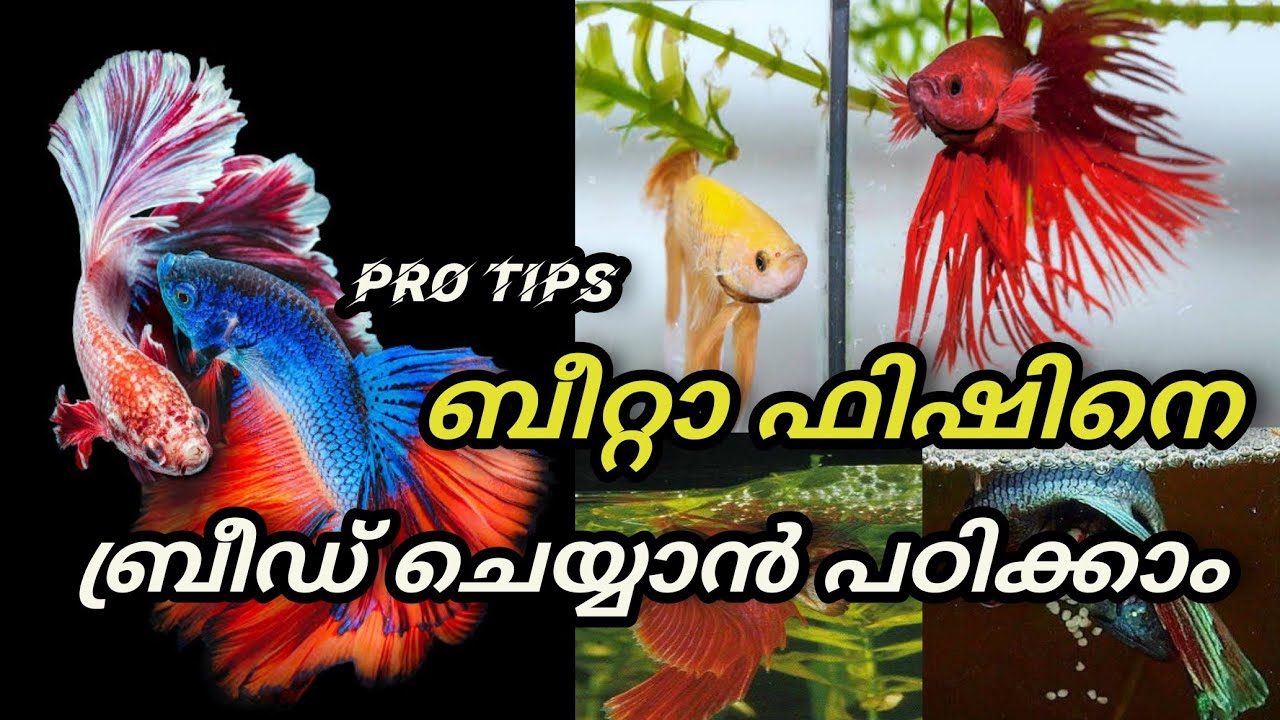 betta fish breeding malayalam ||  Betta Fish complete Breading Tips | Ep52