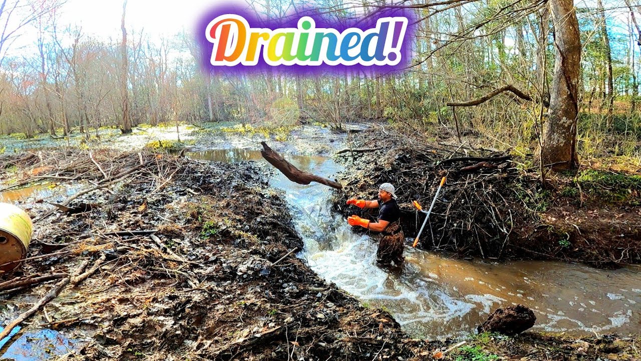 Drained Extreme Beaver Dam! || Beaver Dam Removal In Beaver Dam Creek! S4 EP.3
