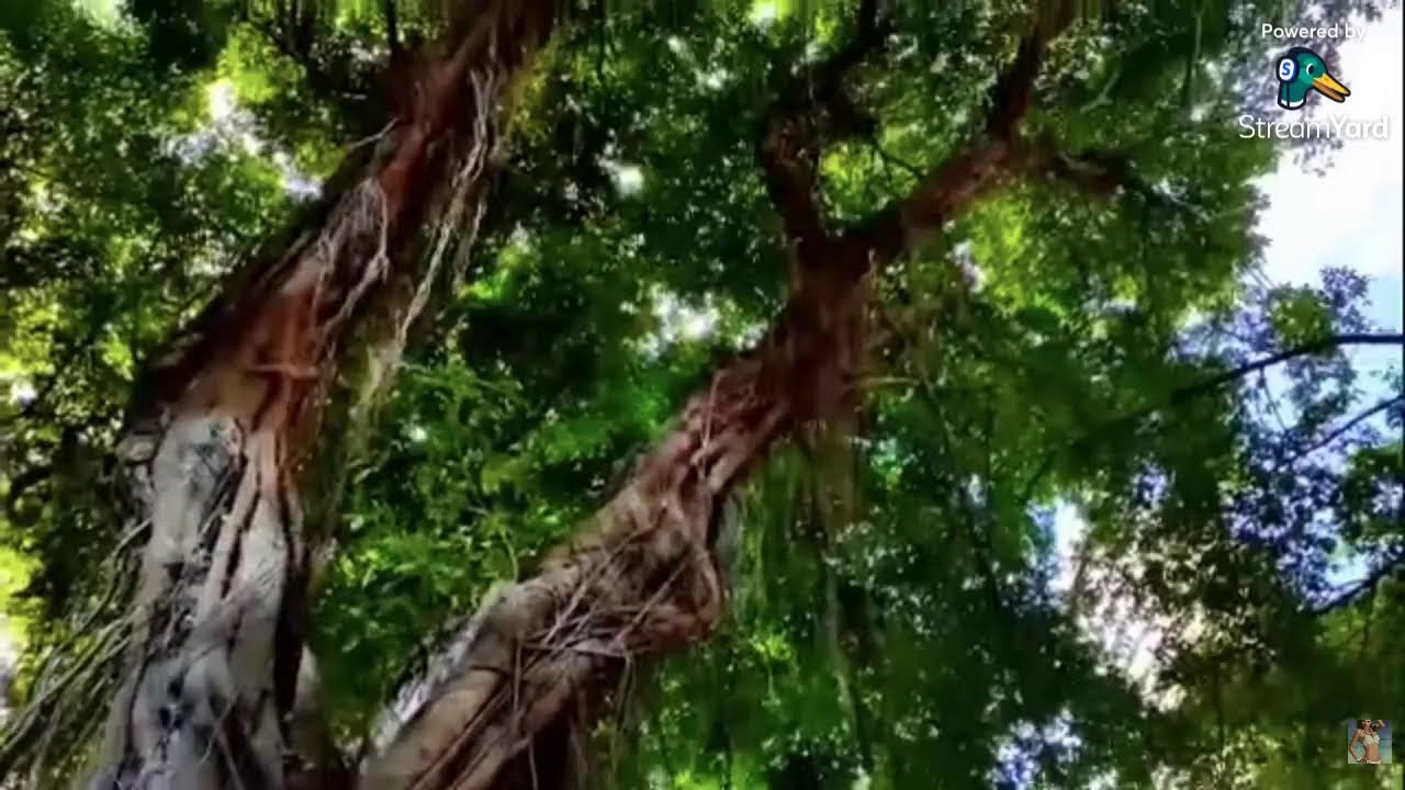 Have a relaxing thursday night LS! Hello friends kindly stop by here to say Hello, Thank you'll!