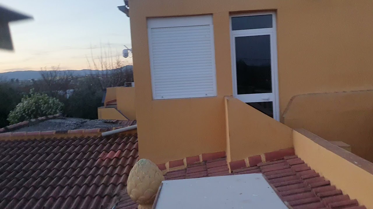Buchon de Almendralejo en vuelo