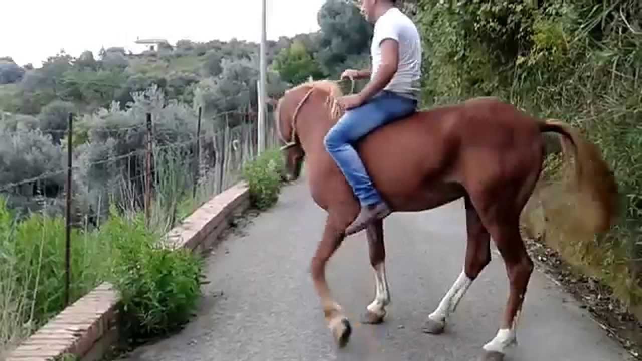 Cavallo al galoppo