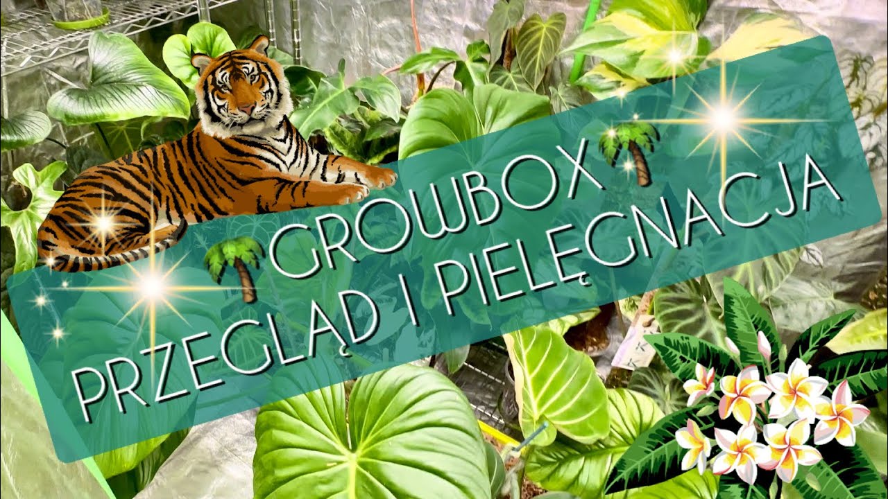 GROWBOX cz.1- jak podlewać rośliny, jak nawadniać paliki, jak w tym wszystkim się odnajduje 🥰🌺💖🌺