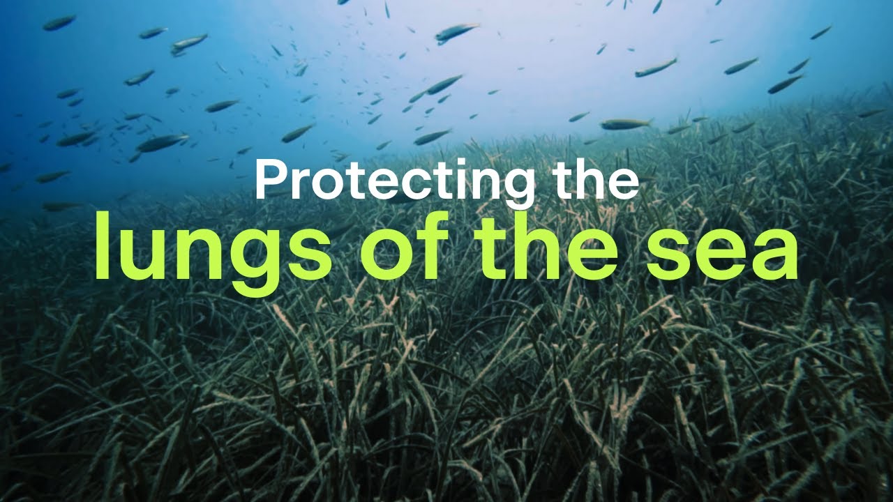 Protecting the lungs of the sea
