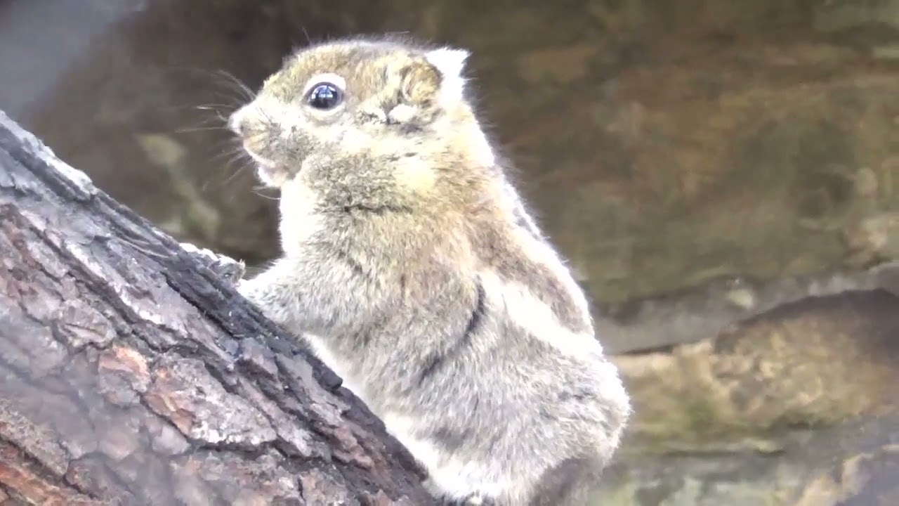 Chinesische Baumstreifenhörnchen im Tierpark Berlin