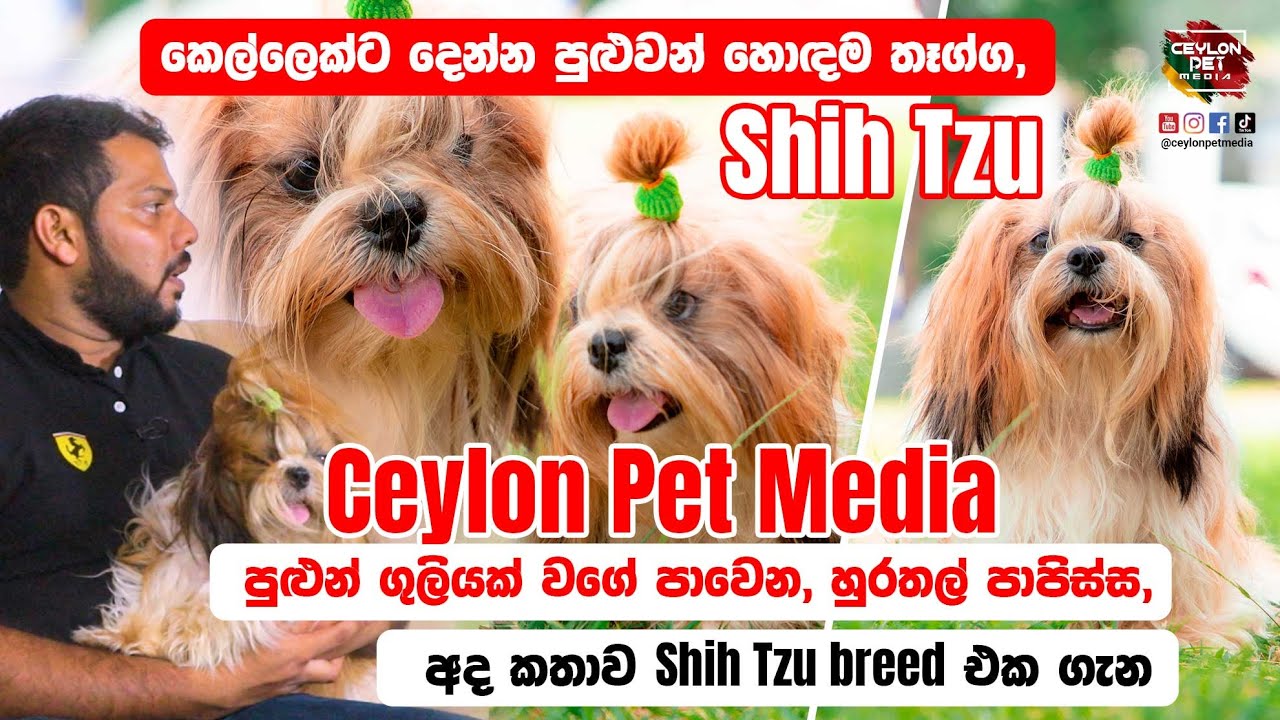 Shih tzu බව්වෙක් තමයි කෙල්ලෙක්ට දෙන හොඳම තෑග්ග  |  Shih tzu Sinhala Review   -  Ceylon Pet  Media