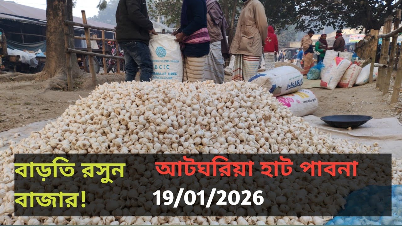 19 January 2026 বাড়তির দিকে আজকের রসুনের বাজার দর। আটঘরিয়া হাট পাবনা থেকে। Garlic market price 