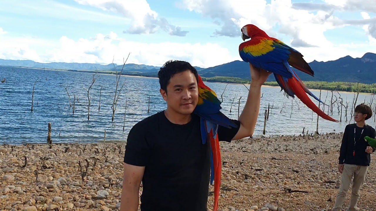 Solar & Sonar, Scarlet macaws' freeflight in Kanchanaburi