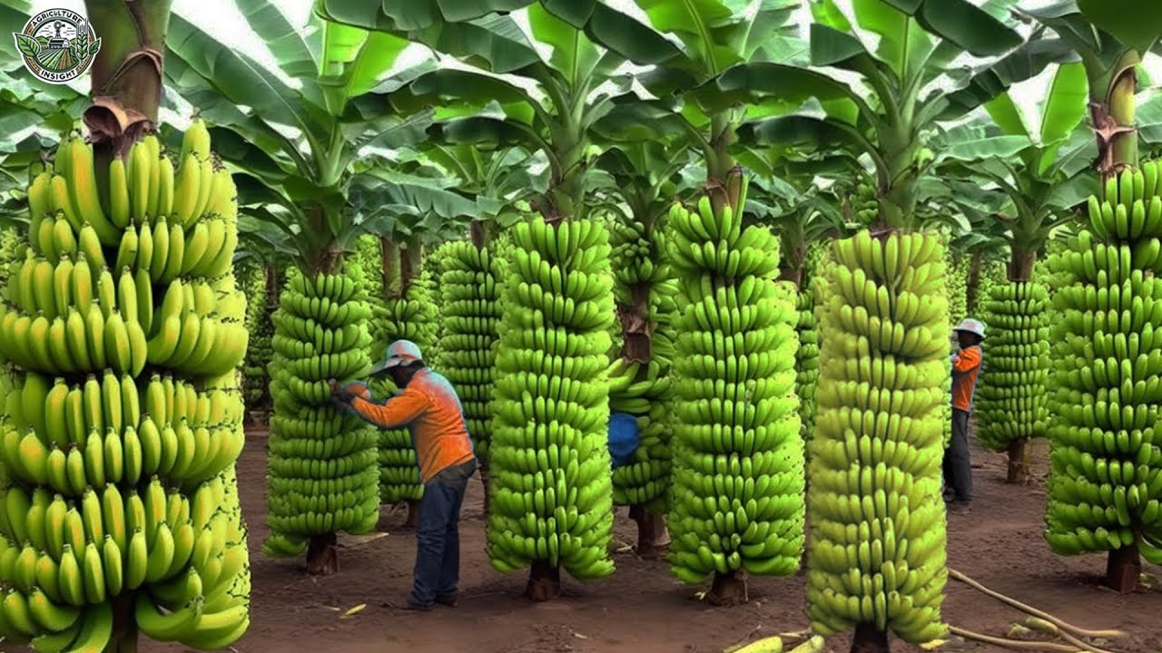 Harvest And Transport 7.6 Million Tons Of Bananas By Cable This Way | Agriculture Technology