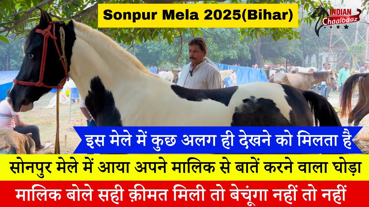 सोनपुर मेले में आया अपने मालिक से बातें करने वाला घोड़ा Sonpur Mela 2025