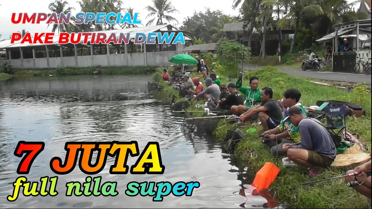 UMPAN SEDERHANA PAKE PIL DEWA !! MANCING IKAN NILA HASIL YANG LUAR BIASA