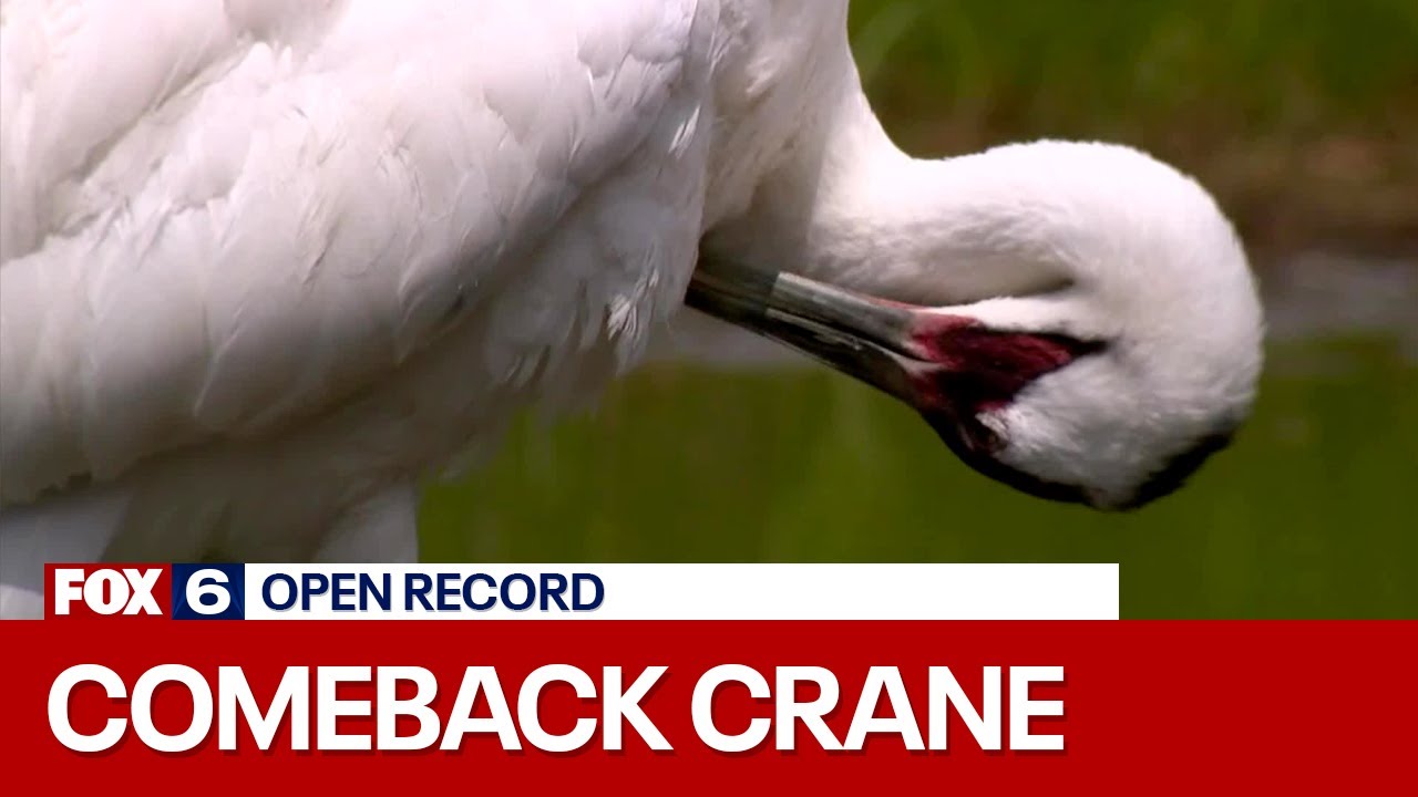 Open Record: The Comeback Crane | FOX6 News Milwaukee