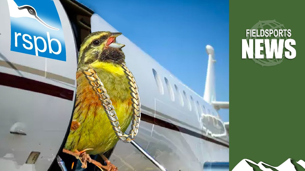 RSPB's £74,000 buntings