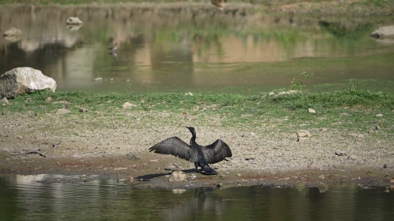 Dance for Survival.... 