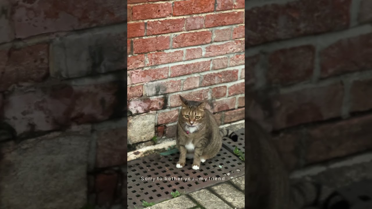 🥺Sorry to bother u&hellip; #cat #whataretheythinking #cutecat #kitten #kittenlife #cats #catlovers #cat