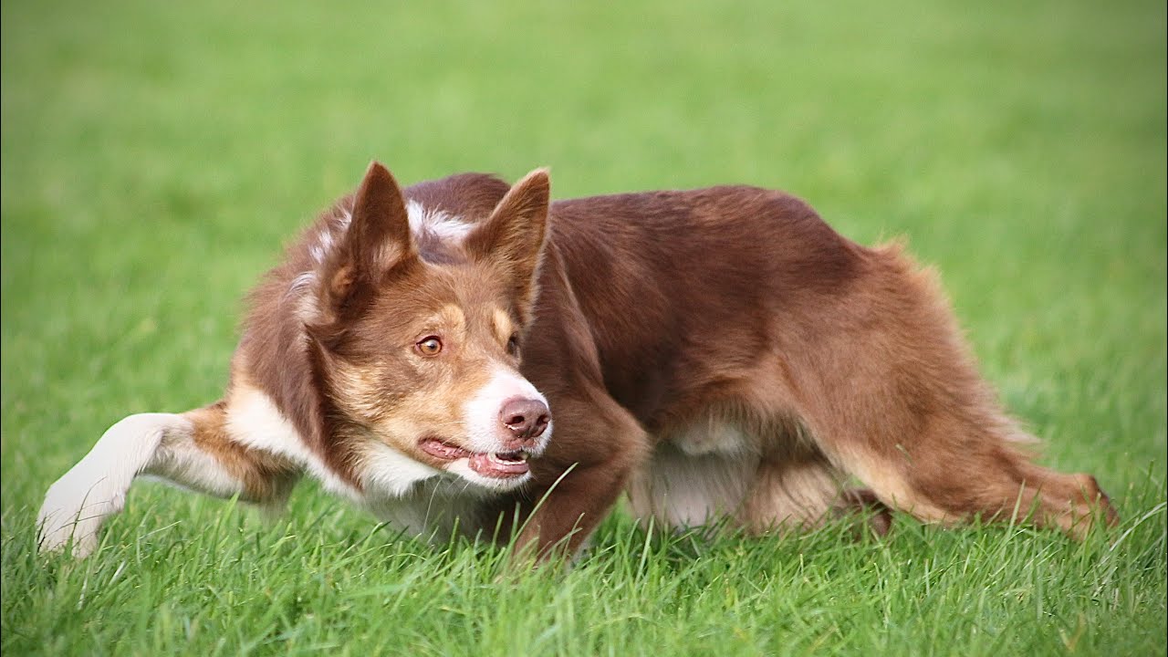 Lot 65: Belway Frank - 12.11.25 Farmers Marts Dolgellau Online Sheepdog Auction