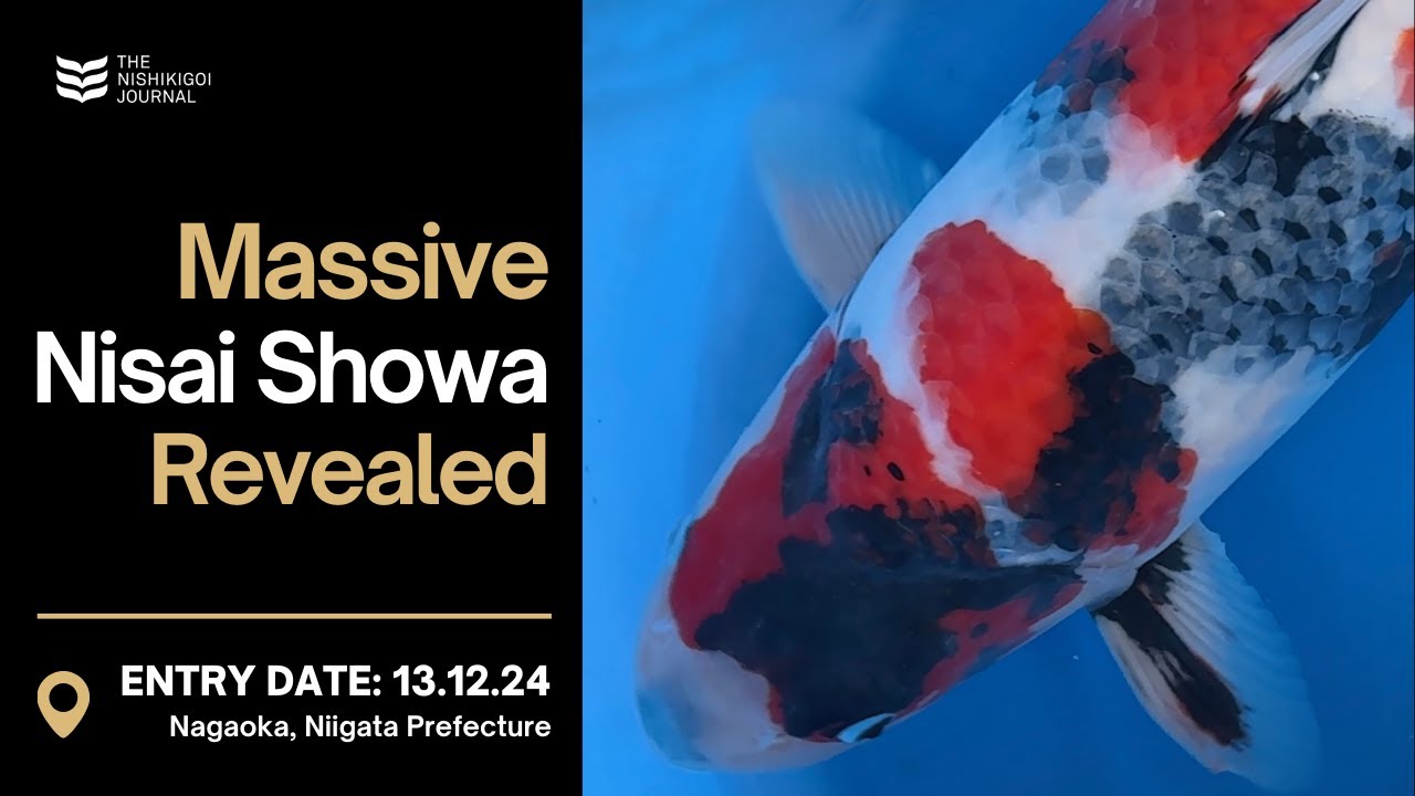 From Special Tosai to Stunning Nisai Showa | The Nishikigoi Journal | EP #068