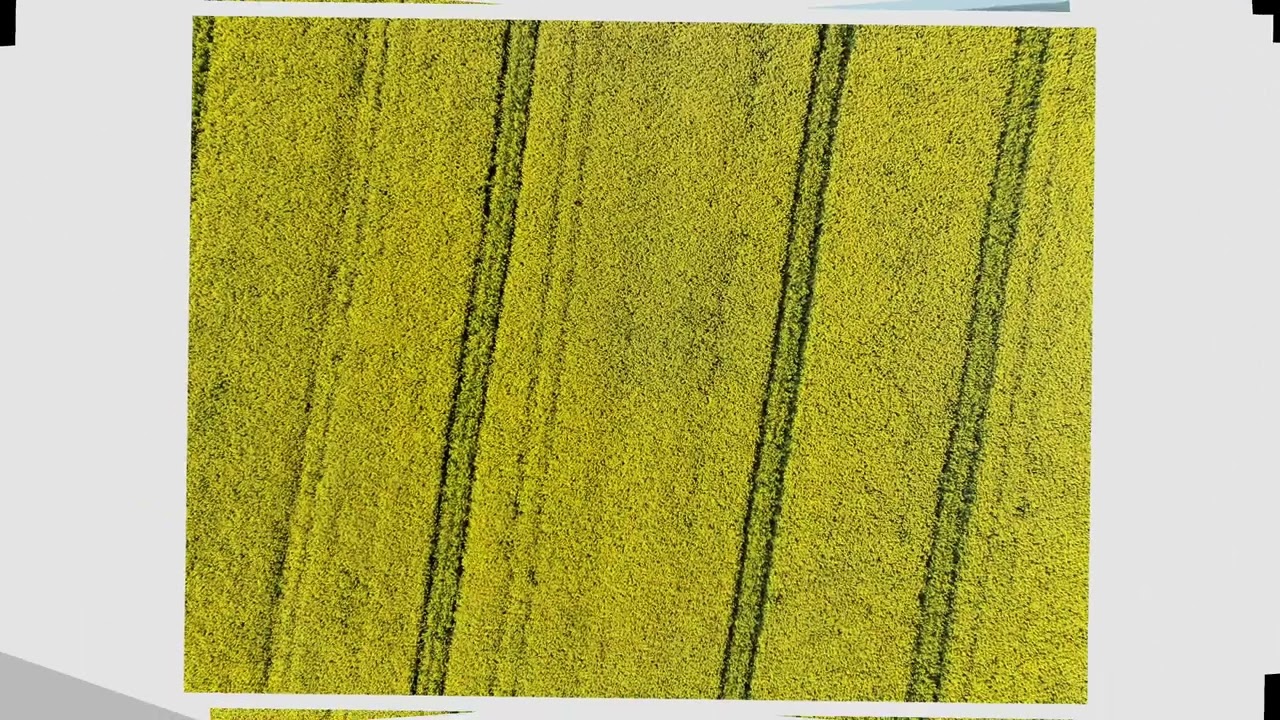 Kwitnący Rzepak &ndash; Złote Pola Natury | Cinematic Agriculture