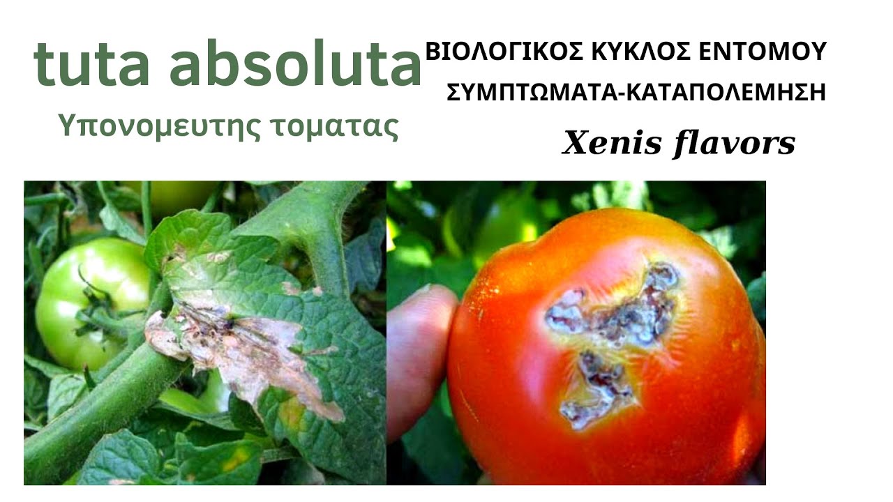 ΥΠΟΝΟΜΕΥΤΗΣ ΤΟΜΑΤΑΣ-Tuta absoluta! συμπτωματα-καταπολεμηση-προληψη !ΟΛΑ ΟΣΑ ΠΡΕΠΕΙ ΝΑ ΓΝΩΡΙΖΕΙΣ