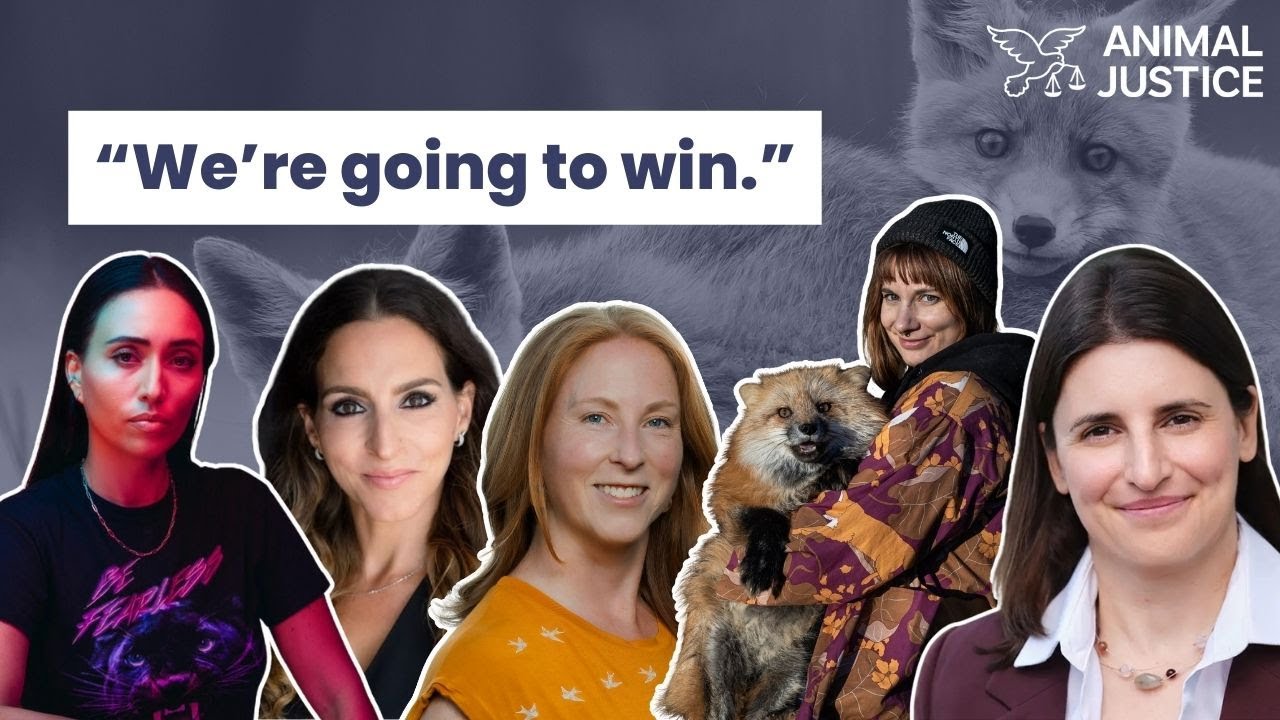 Panel: The Fight to End Fur Farming