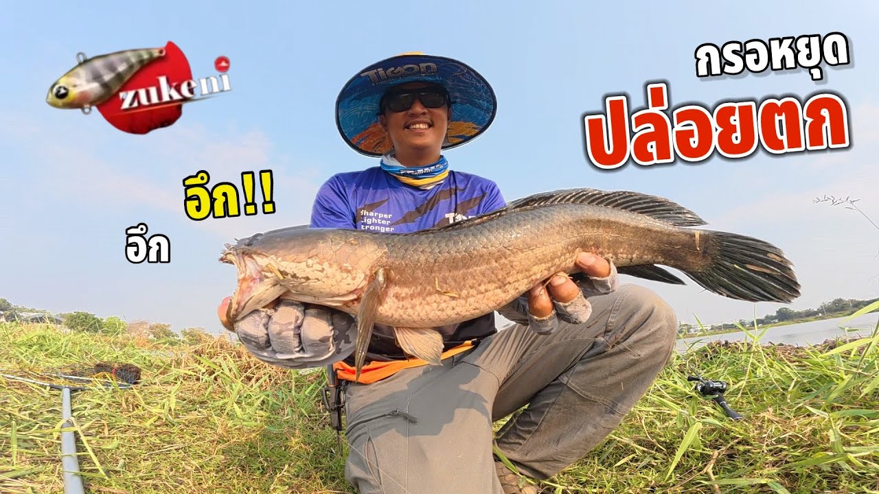 ตกช่อนทริปวังน้อย Zukeni60 ทีเด็ด มันส์ ไซร์ตึง ครึ่งวันเลิก‼️