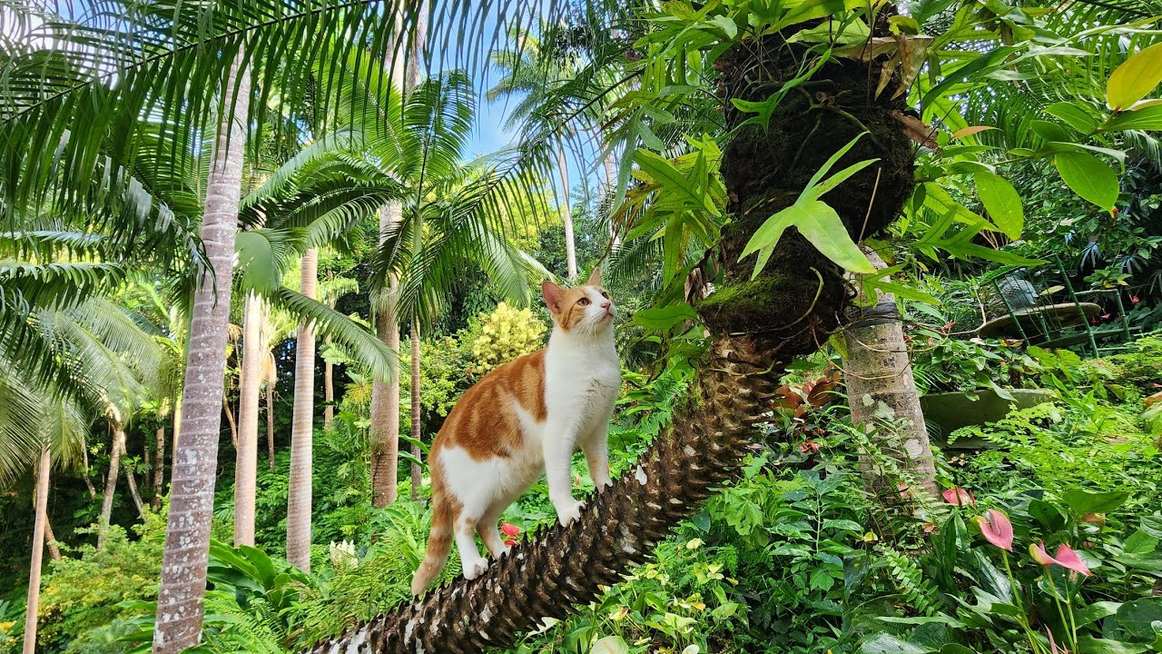 February 06, 2024 - Hunte's Gardens with J (Barbados Live)