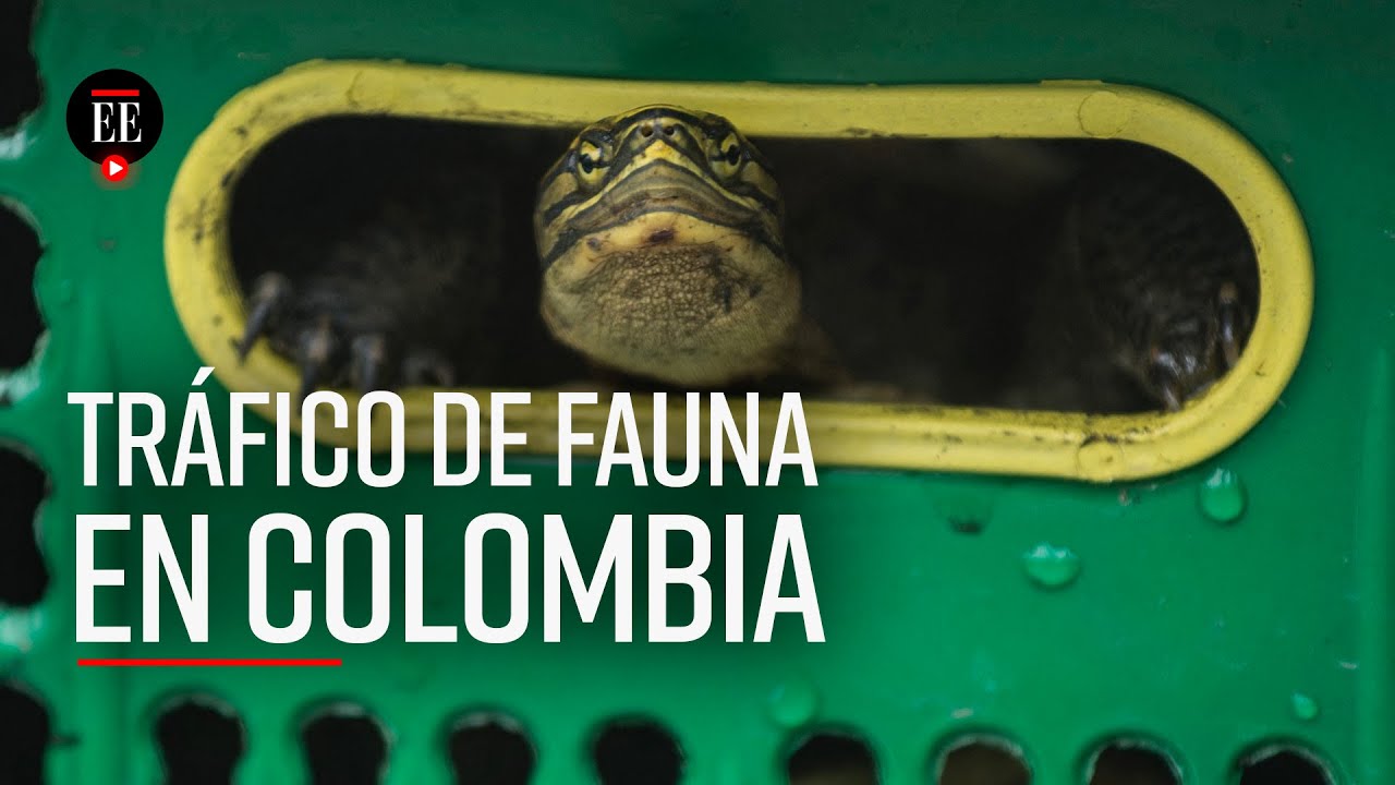 El tráfico de fauna silvestre es el cuarto negocio ilícito más rentable del mundo  - El Espectador