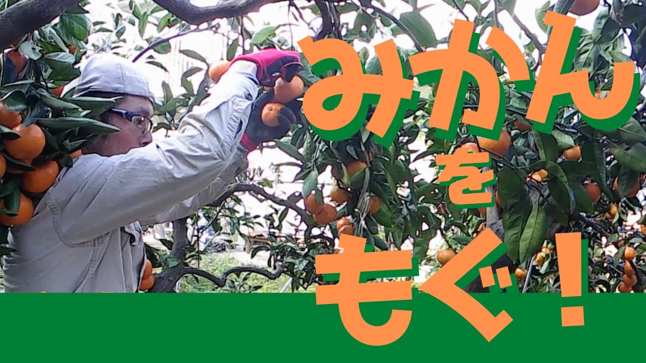 小田原みかん収穫！【ファームハウスみどり】