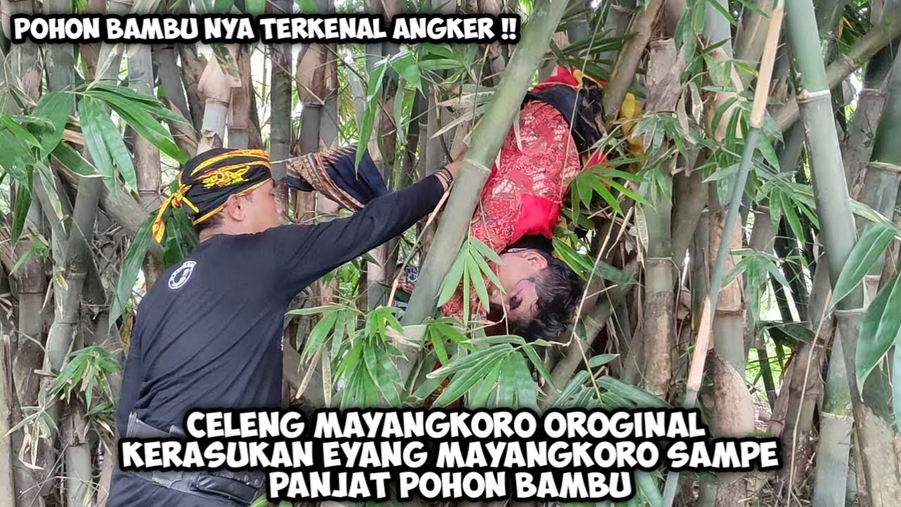 Celeng Mayangkoro Original Kerasukan Eyang MAYANGKORO Panjat Pohon Bambu Angker❗Live Blaru Badas