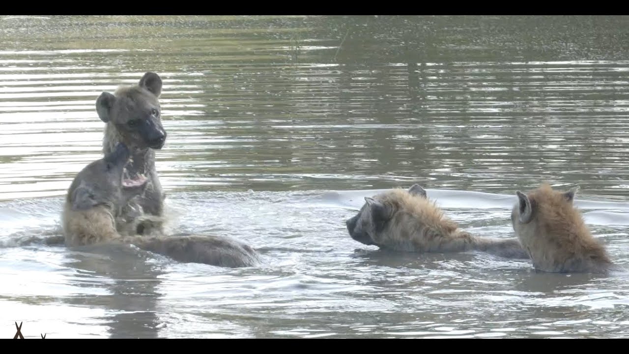 Hyenas having fun in water!