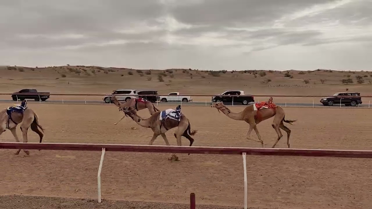 ش 12 - غلا - محمد مبارك محمد الغفلي 