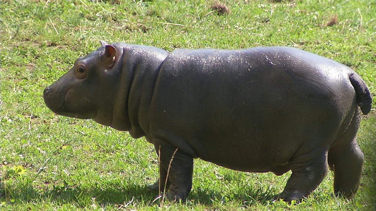 Poznáváme Zoo Ostrava - nový přírůstek u hrochů
