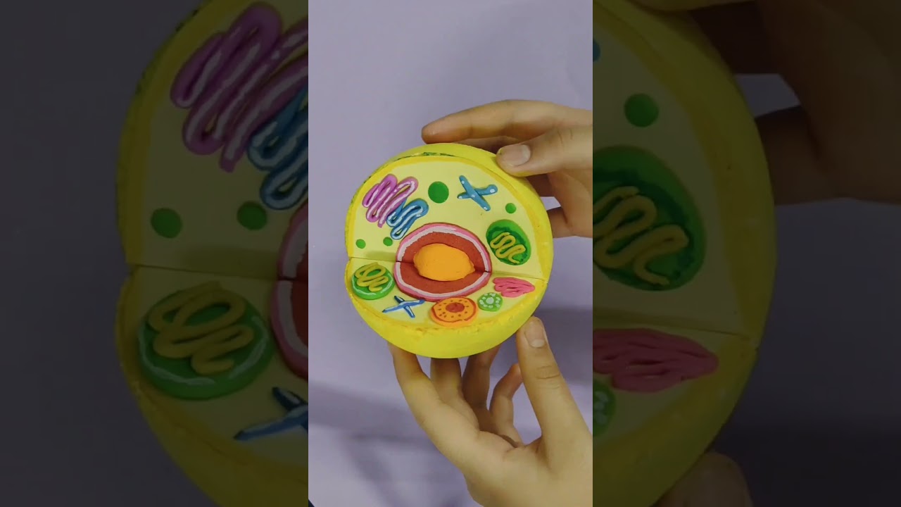 animal cell model 3D#ytshorts#subscribe#shortvideo#shorts#shortsviral#youtubeshorts#viral#project