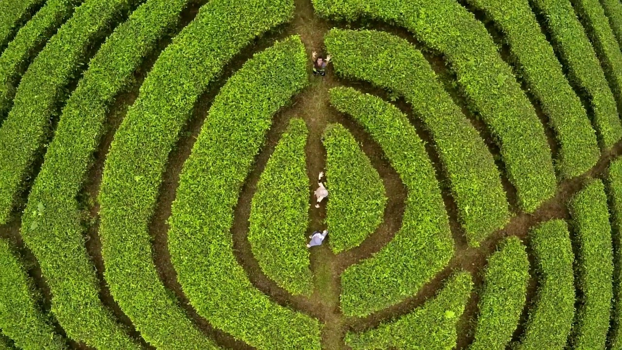 Pesona Wisata Kebun Teh Gucialit Lumajang Jawa Timur