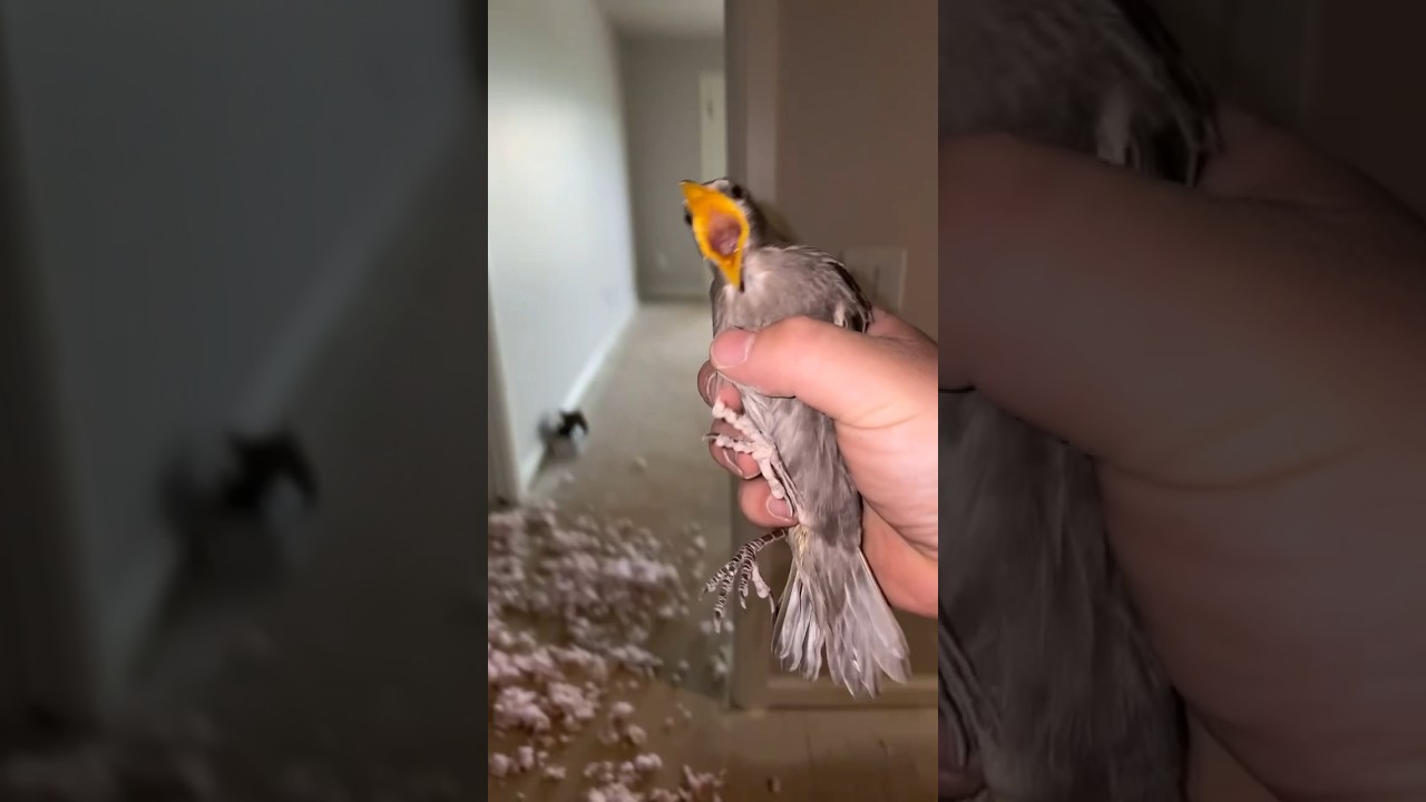 Birds aren&rsquo;t real