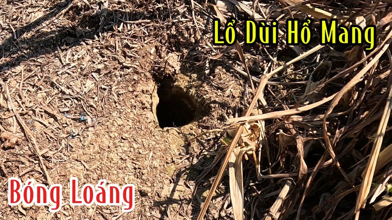 Ông Anh Không Ngờ Là Con Rắn Hổ Này Đã Bị Bắt | Đam Mê Săn Bắt