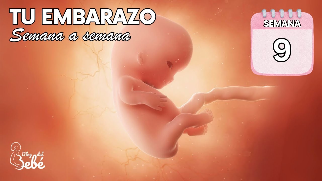 ❤️ Semana 9 de embarazo 🤰 S&iacute;ntomas, consejos y desarrollo del beb&eacute; | El embarazo semana a semana