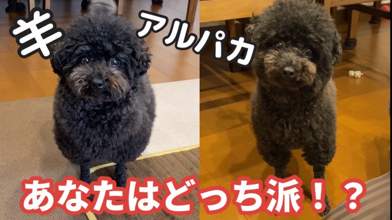 【究極の選択】羊カットとアルパカカット、どちらの方が可愛いのか検証してみた結果