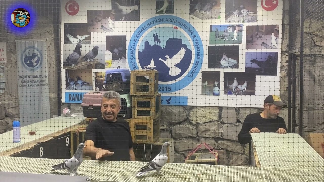 BRAHMA - Ankara Tavuk Mezatı   ihale 2023 76