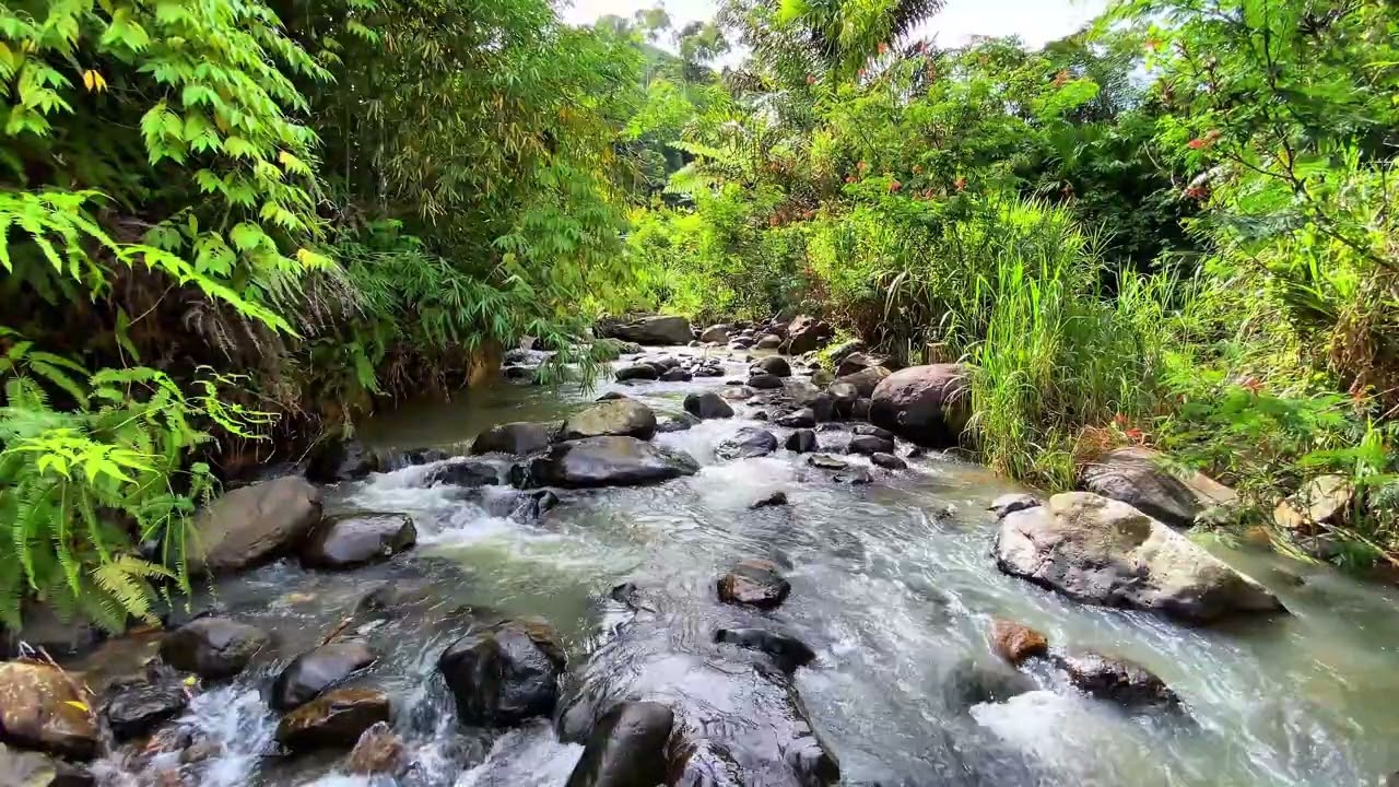 🌿 Gentle River Escape 💧 Peaceful Forest Stream For Relaxation