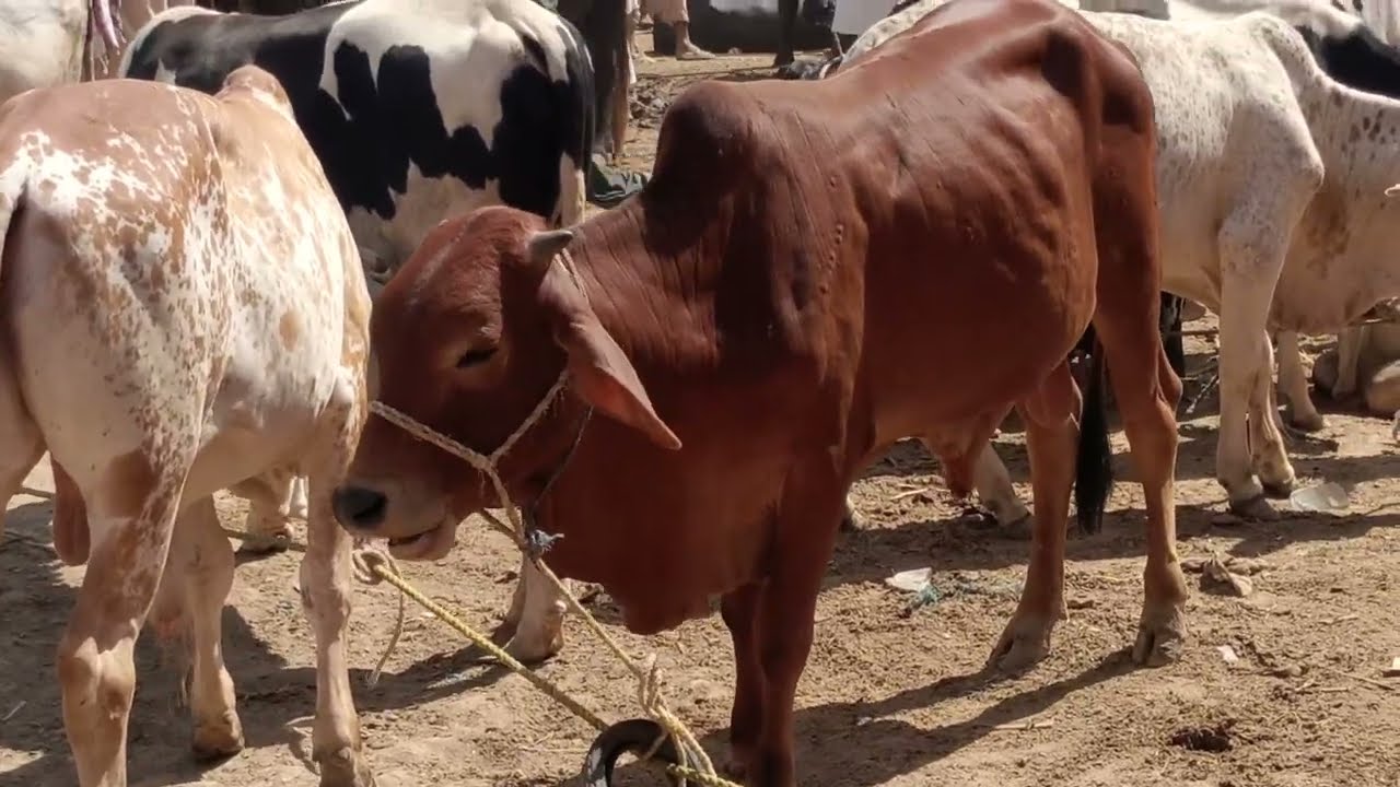 animals mandi #mandi #buffalo #cow #video #youtube