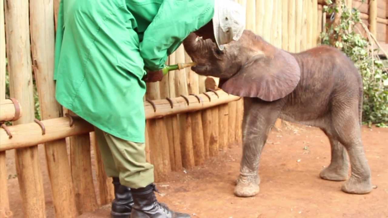 THE RESCUE OF KAMOK | Sheldrick Trust