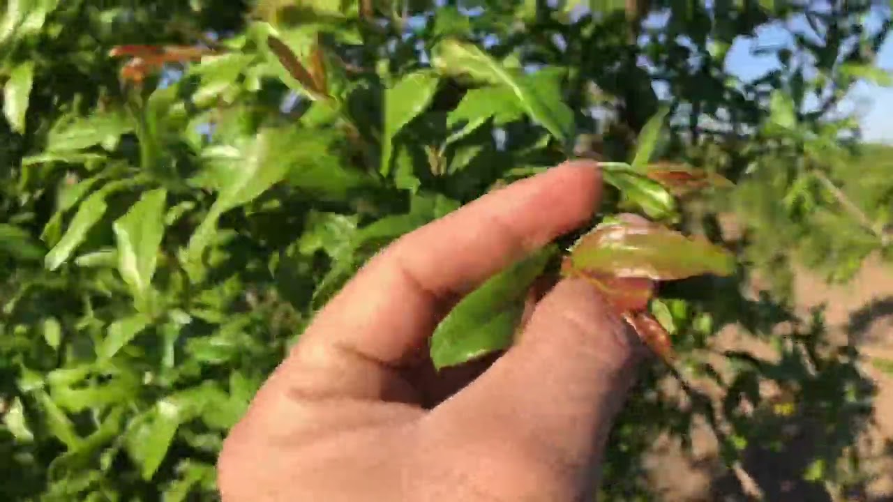 Nar Yetiştiriciliğinde P&uuml;f Noktalar || Hicaz Narı || Nar Hastalıkları ve Zararlıları || G&uuml;breleme