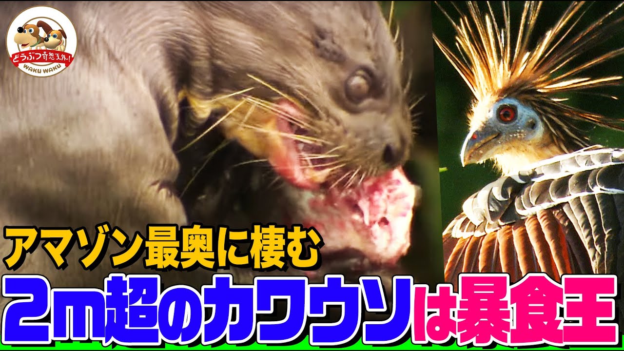【まさに秘境】アマゾン最奥地で千石先生が２ｍ超のオオカワウソを発見し絶句！世界で１種しかいない鳥やワニの親子も【どうぶつ奇想天外／WAKUWAKU】