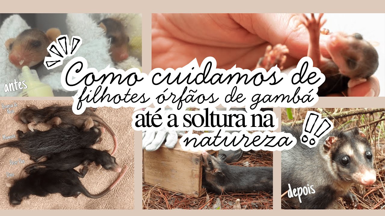 De órfãos a sobreviventes: Como cuidamos de filhotes órfãos de gambá até a soltura na natureza